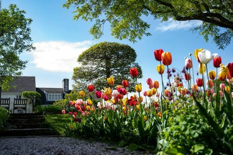 upperville, virginia amerika birleşik devletleri 29 nisan laleler ve tr