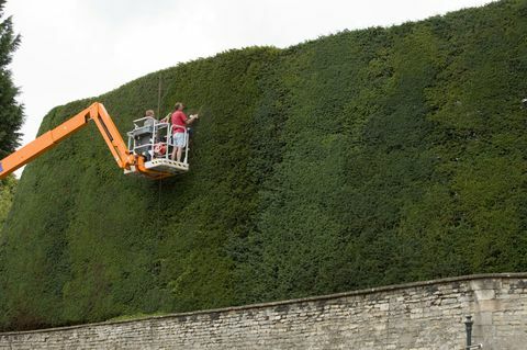 İngiltere'deki en uzun porsuk çitine kiraz seçici içinde erkekler tarafından yıllık süslemeler verilir. Cotswolds Bathurst Emlak