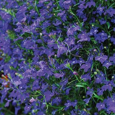 Lobelia pendula 'Muson'