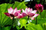 Lotus Çiçeğinin Gerçek Anlamı
