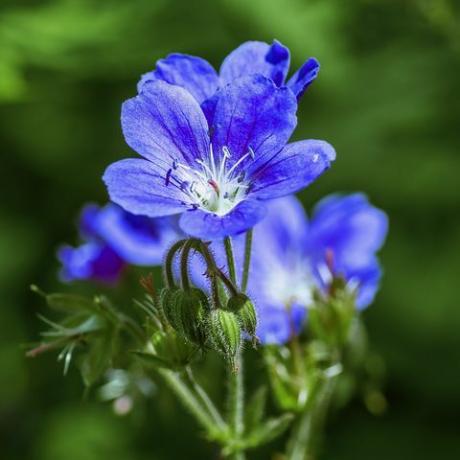bahçenin gölgeli bir yerinde büyüyen dayanıklı, mavi bir sardunya çiçeğinin yakın plan çekimi.