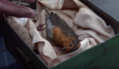 Waitrose'un Noel reklamı küçük bir robin'in uzun yolculuğunu takip ediyor