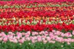 Holland Çiçek Drone Videosu