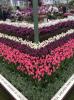 RHS Chelsea Çiçek Fuarı'na nasıl hazırlanılır: Sergilenen bir çiçek uzmanının hayatında 12 ay