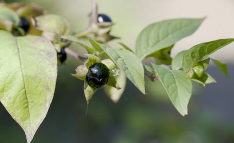 Ölümcül Nightshade (Atropa bella-donna) berry