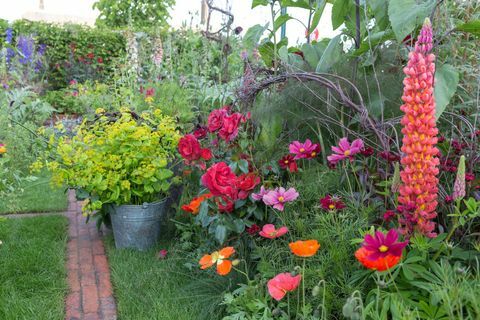 Anneka Pirinç Renk Kesme Bahçesi. Tasarım: Sarah Raven. RHS Chelsea Çiçek Gösterisi 2017. Bbc hissediyorum iyi bahçe