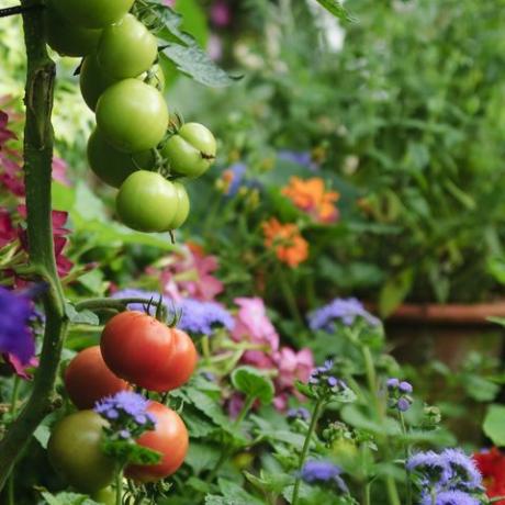 yemyeşil bir bahçede büyüyen domates