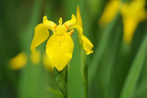 Sarı İris (Iris pseudacorus)