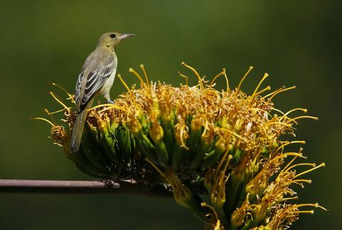 Sonbaharda bir bahçede kukuletalı sarıasma kuş