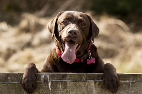 Çikolata Labrador