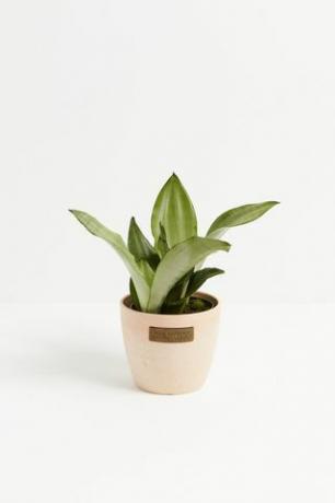 Sansevieria Ay Işığı