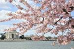Washington D.C. Cherry Blossom Peak Bloom 2019: Detaylar, Tahmin, Tarihler