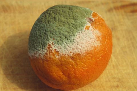 Beyaz steril miselyum ve mavi conidial miselyum gösteren turuncu üzerinde büyüyen küf (Penicillium chrysogenum).