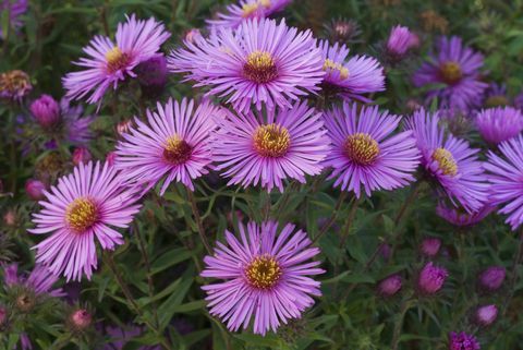 New England dalya (Aster novae-angliae) 'Colwell Galaxy'