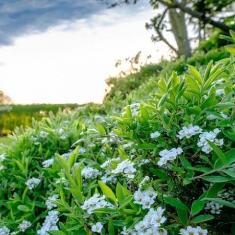 Cambridgeshire'da büyük ve bakımlı bir çim ve bahçeye yatılı beyaz çalı