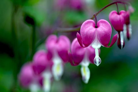 Dicentra spectabilis (Kanayan Kalp)