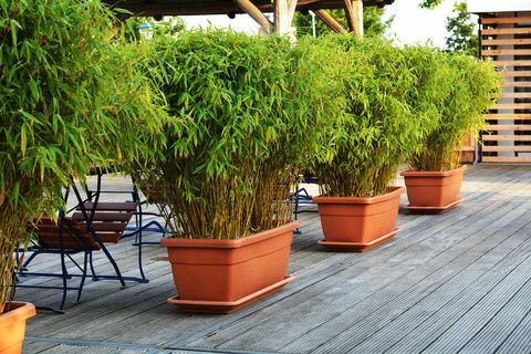 İngiliz bahçelerini ele geçiren invaziv bambudan sakının