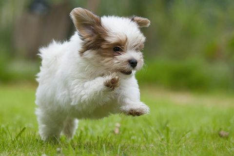 Sahada çalışan havanese köpek yavrusu