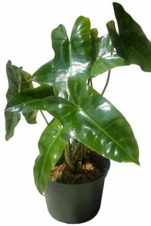 'Burle Marx' Philodendron 