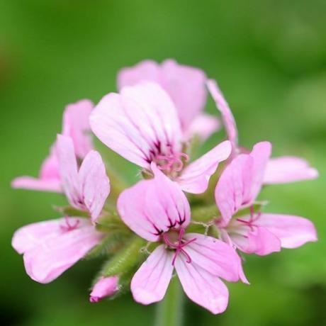 Pelargonium 'Gül Attar'