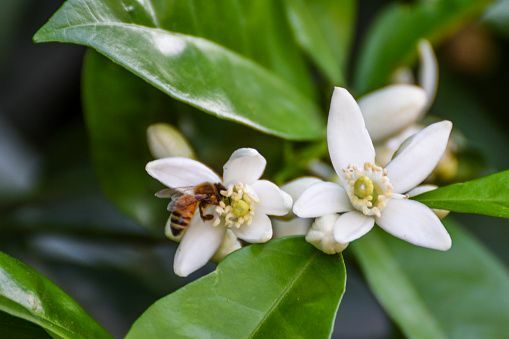 meyer limon çiçeklerini ziyaret eden arıya yakın çekim