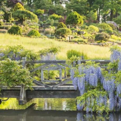 rhs garden wisley'de wisteria