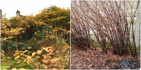 Japon knotweed Güz. Sıcaklık düştükçe, yeşil kalp şeklinde yapraklar kahverengiye döner ve bitkiden düşer