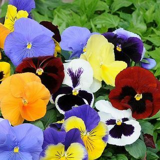 Pansy 'En Kokulu' Karışım