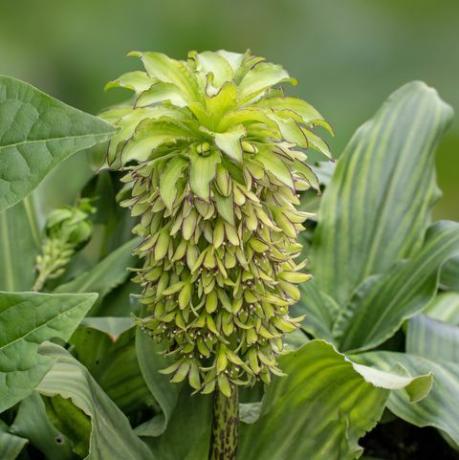 tropikal bitkiler, eucomis bicolor