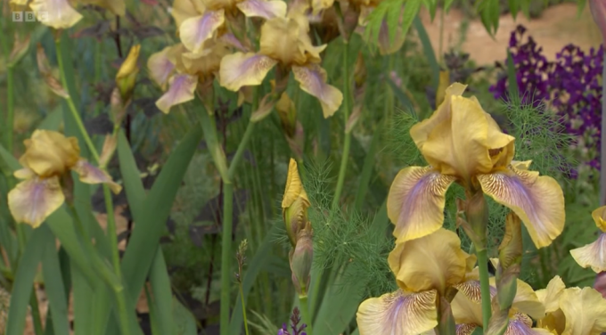 chelsea çiçek gösterisi 2023 nurture peyzaj bahçesi tasarlanmış sarah price