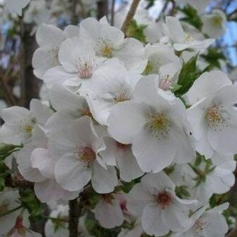 Prunus Kar Kazı Çiçekli Kiraz Ağacı