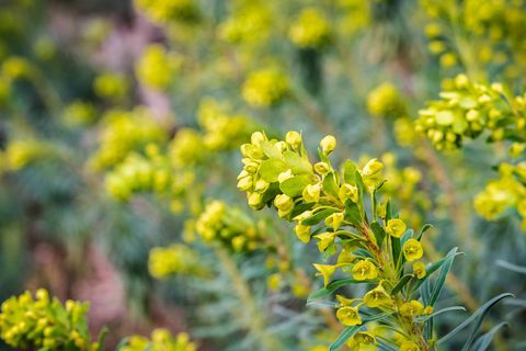 Atatürk characias "Wulfenii" çiçek