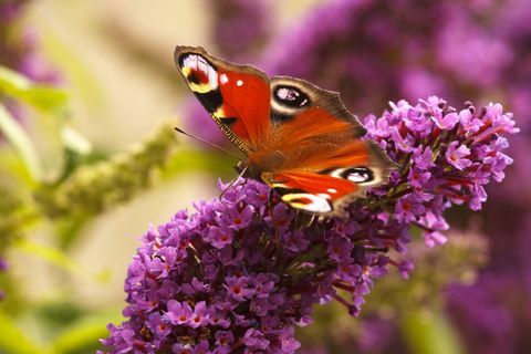 Peacock kelebek, Buddleia benim Calver Bahçe, Peak District Milli Parkı, Derbyshire besleme