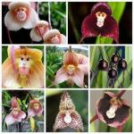 Bu Nadir Orkide Maymun Yüzleri Gibi Görünüyor Ve Tohumları Satın Alabilirsiniz