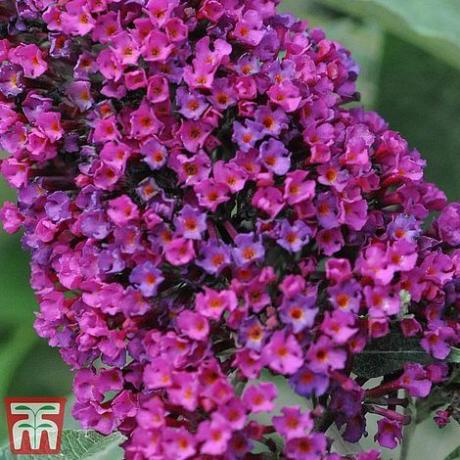 Buddleja 'Buzz Şarabı'