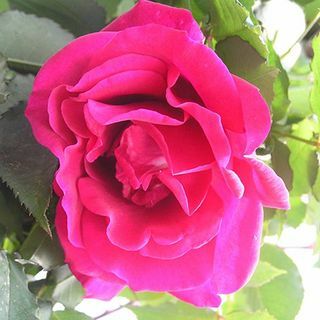 Rosa "Tırmanma Etoile de Hollande"