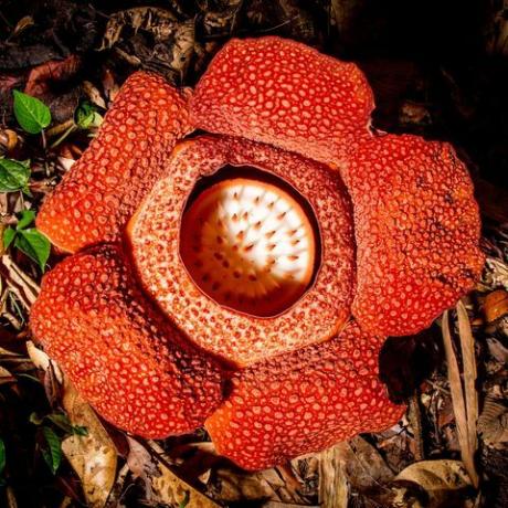 yeşil gezegen david attenborough'nun beş bölümlük bitki serisi bbc'de parazitik bitkinin bir çiçeği rafflesia rafflesia keithii