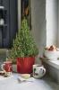 Waitrose yemek ve süslemek için Mini biberiye Noel ağaçları satıyor