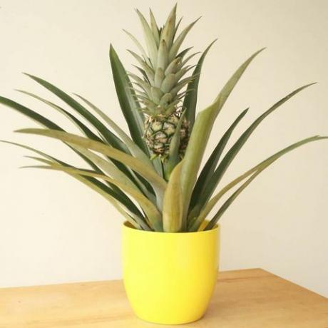 Ananas Bitki