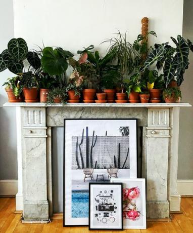 taylor fuller houseplant koleksiyonu, londra