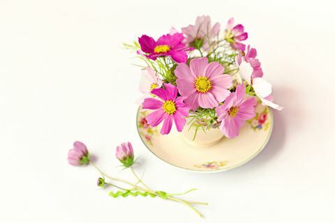 Bir çay fincanı güzel pembe çiçekler