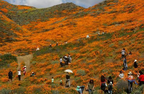 Islak Kış Hava Kır Çiçekleri 'Süper Bloom' California'ya Getiriyor