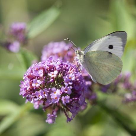 küçük beyaz kelebek, pieris rapae, aka lahana beyaz kelebek, bir buddleja çiçeğinden nektarla beslenen