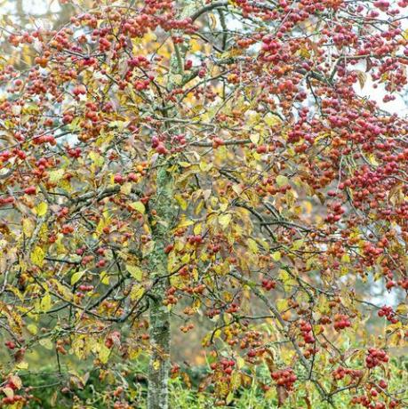 Yengeç elma ağacının canlı kış kırmızı meyvelerinin yakın çekim görüntüsü malus evereste