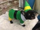Etsy Köpeğiniz için Elf Kostümü Satıyor