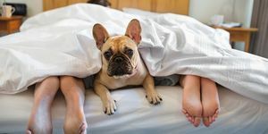 Köpek sahipleri ile yatakta
