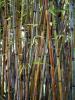 Bambu nasıl yetiştirilir