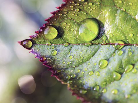 Gül yaprağı üzerinde su: Bir gül çalı yeşil ve mor yaprak üzerinde oturan su damlaları görüntüsünü kapatın.