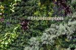 Hampton Dahil Kalan RHS Çiçek Gösterileri 2020 İçin İptal Edildi