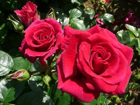 'Lovestruck' (Dicommatac) - RHS Hampton Court Sarayı Çiçek Fuarı'nda 2018'in Rose'u seçildi